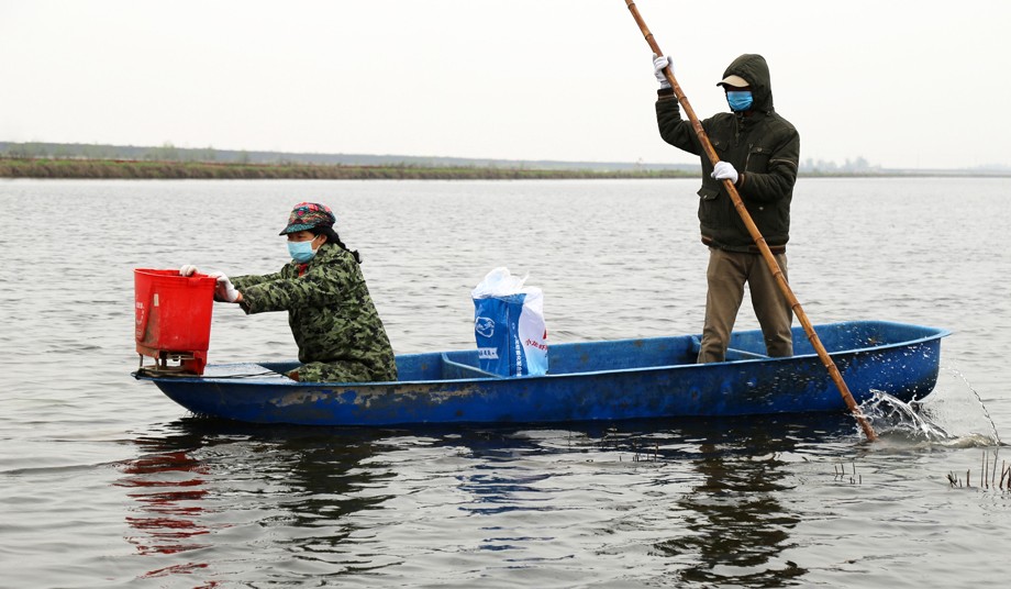 虾农正忙着向虾田投喂饲料 .JPG