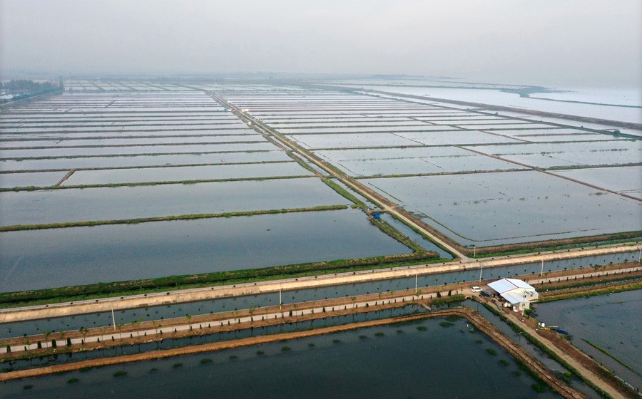 2.万亩稻虾田 (2).JPG
