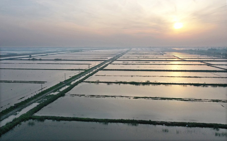 3.万亩稻虾田2.JPG