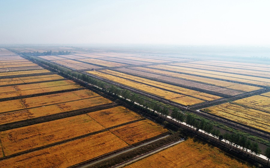 7.万亩水稻成熟待收2 .JPG