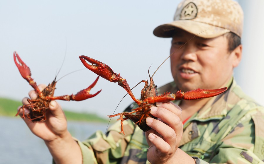 9基地生产的小龙虾 ..JPG