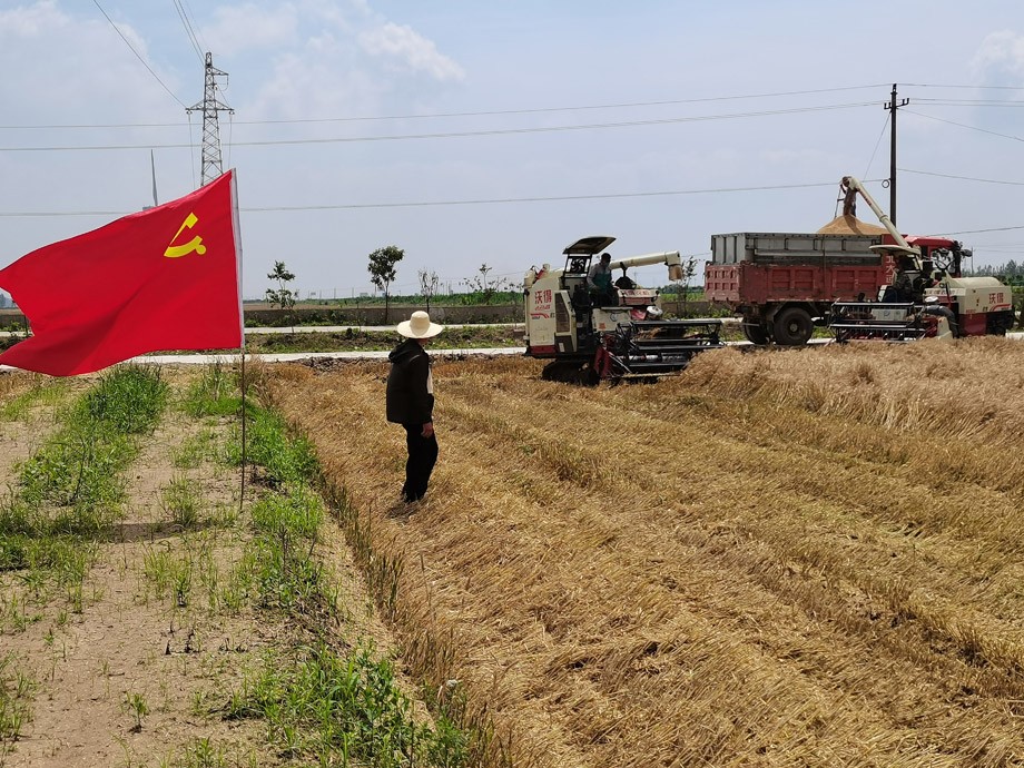 5月21日农科所收割小麦 - 副本.jpg