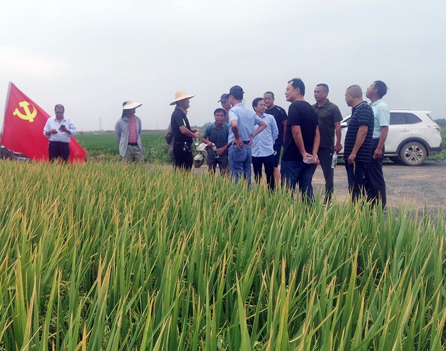 8.9 再生稻技术交流会.jpg