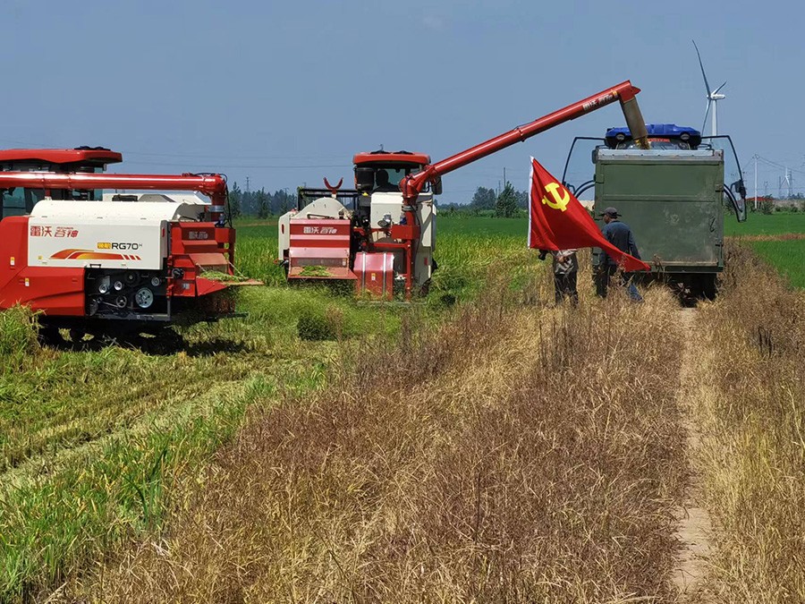 收割早稻.jpg