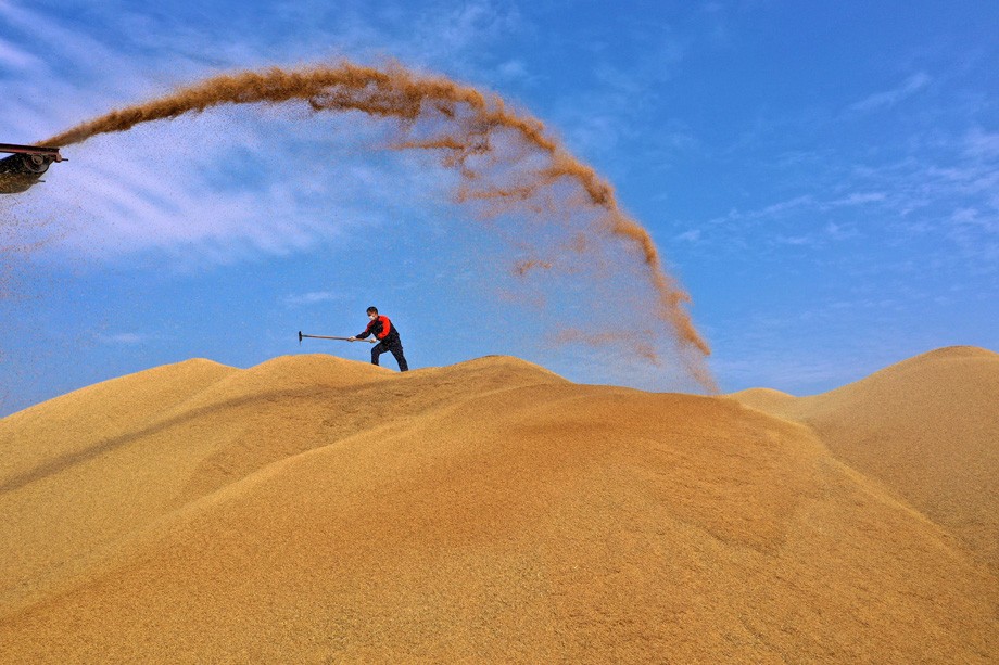 丰收粮 烘干忙.JPG