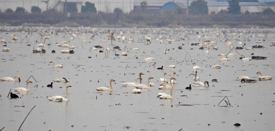 3.天鹅在嬉戏觅食 丁长江 摄.jpg